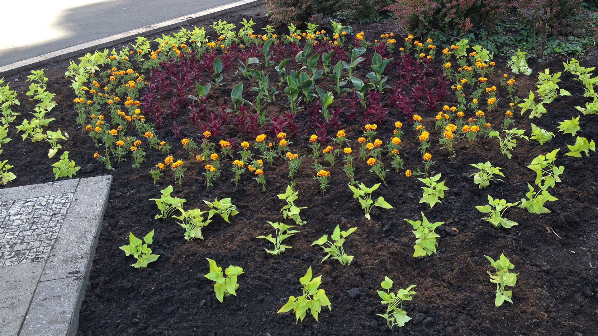 PLANTING FLOWERS ON WENCESLAS SQUARE